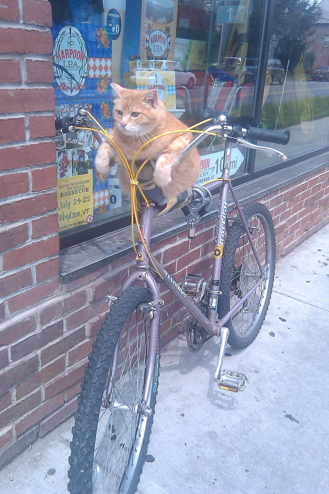 unimpressedcats:  Lets ride