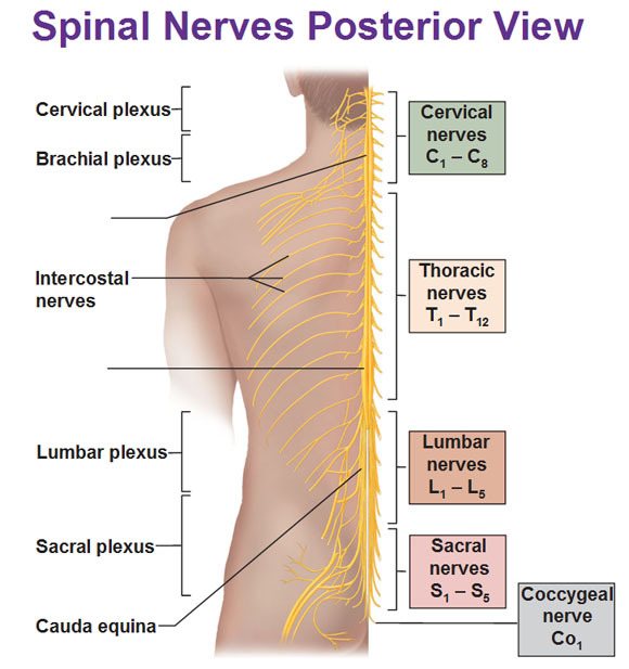 cervical plexus - Draw it to Know it - Neuroanatomy Tutorial 