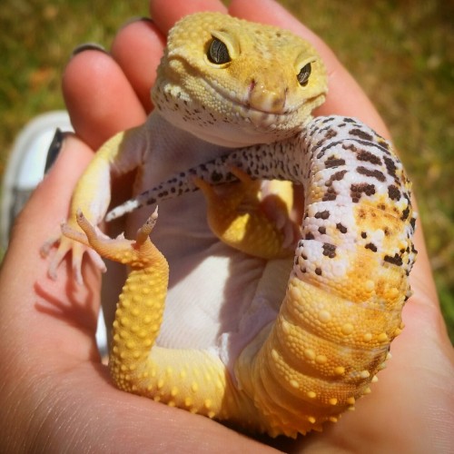 pickleddickwaffle:Guys. My gecko is the cutest little boy ever. ((I did not force him into this pose