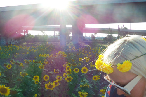 Sunflowers in inner city Melbourne www.fashionhayley.com/2014/02/sunflowers.html