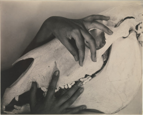 visualobscurity:  Alfred Stieglitz, Georgia O’Keeffe, Hands and Horse Skull, 1931