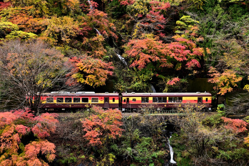 ps1:  紅葉電車②もみじカラー