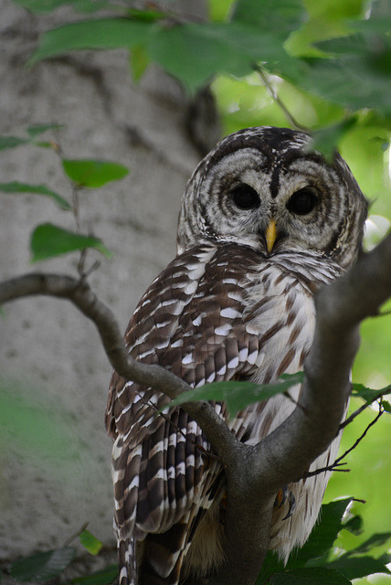 Barred Owl – Strix varia by Lee Casebere on Flickr.