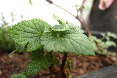 February 2016 - Baby hops (?) in the Solarium