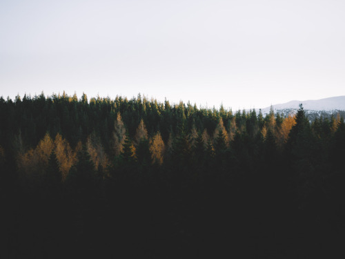 Morning forest wanderings in the Highlands