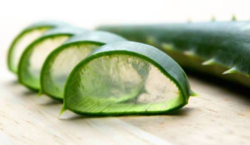 sixpenceee: Aloe vera is a cactus plant that belongs to the Liliaceae family. It grows in dry climat