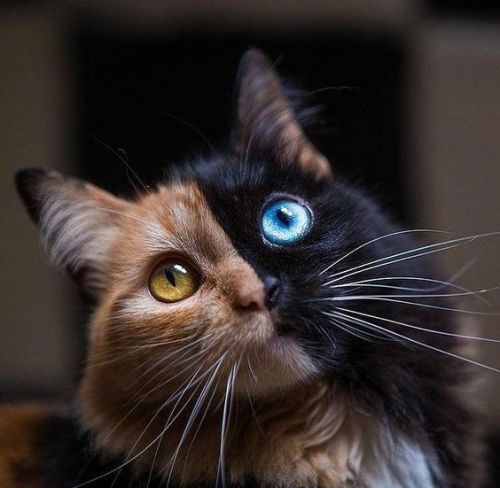 Sex protect-and-love-animals:This two face cat pictures