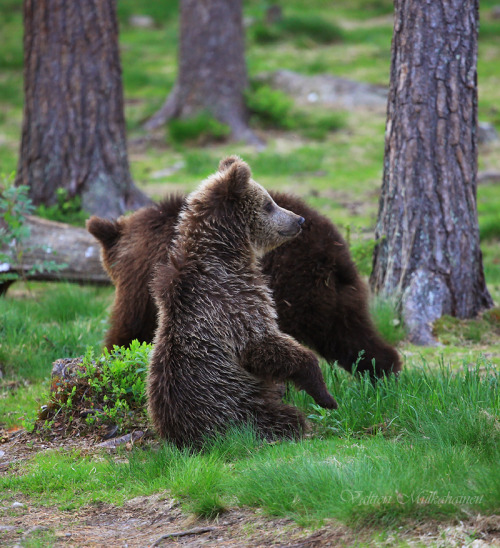 magicalnaturetour:  Bear’s Life by Vailleri M