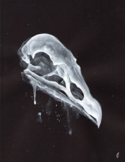 edwardcao:  A turkey vulture skull, no. III