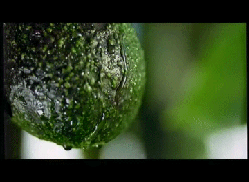 uglyshelly:  beautifulpicturesofhealthyfood:  Avocado porn…  Mmmmmm so good! 