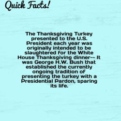 dailycoolfacts:  Quick Fact: The Thanksgiving Turkey presented to the U.S. President each year… | For more info about this fact visit: https://ift.tt/2PsnECS