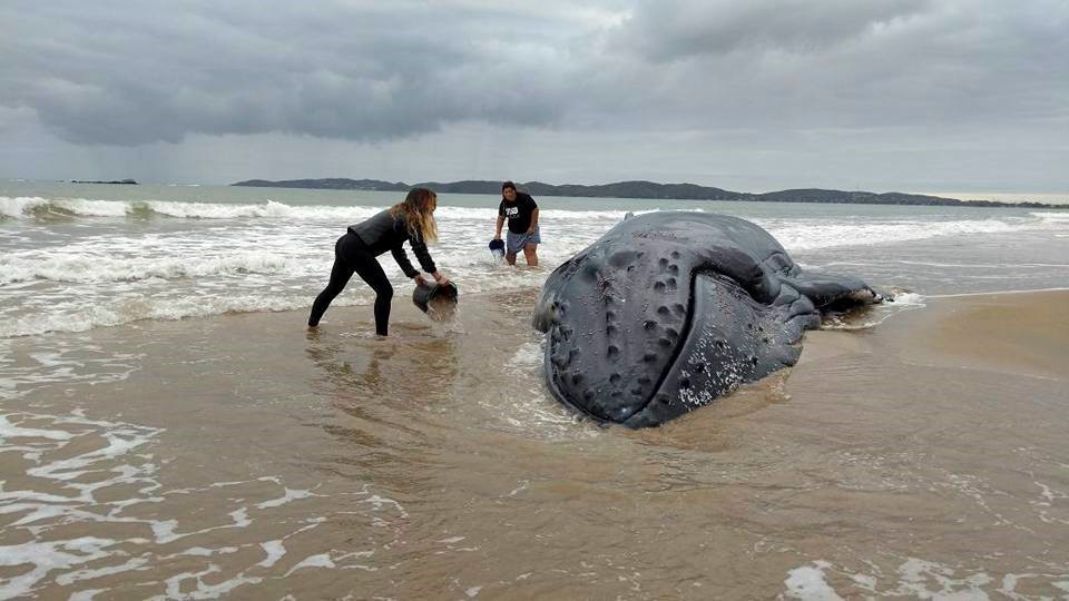 SALVANDO A UNA BALLENA. La gente trabaja para salvar a una ballena jorobada atrapada en la playa de Rasa, en Buzios, Brasil, el jueves 24 de agosto de 2017. Con la ayuda de cientos de personas y el regreso de la marea alta, la ballena regresó al...