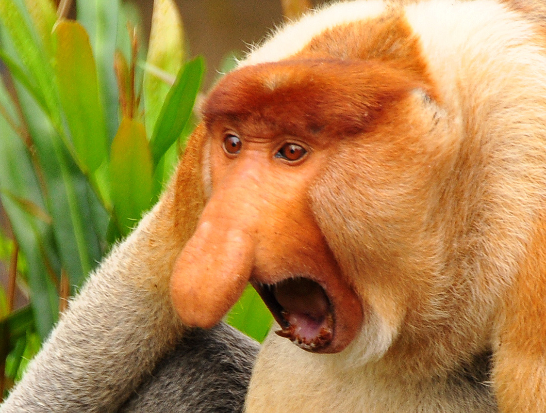 fruitsoftheape100:  fruitsoftheape100:   I Cant Fuck Until Ive Had My Morning Coffee