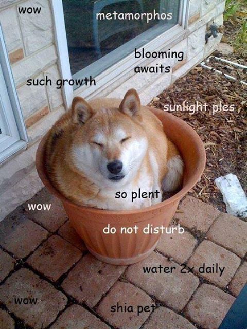 Doge