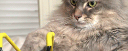 olanrogers:  lovelylalonde:  cat trust  Hogwarts Pictures