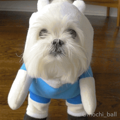 This pup is cosplay goals 