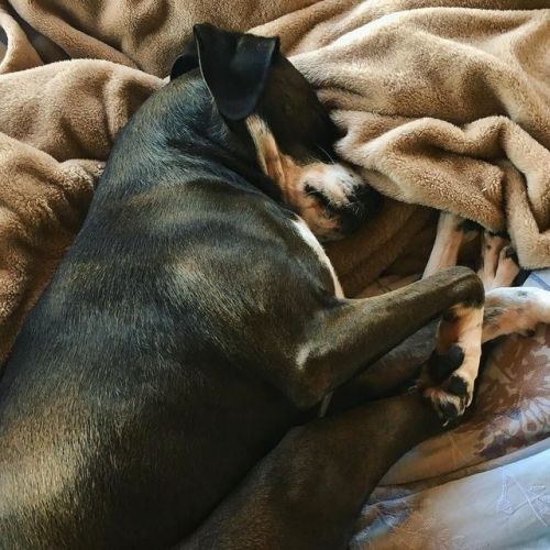 Lazy Sunday morning. Celebrating a good year! Ana approves. #rescuedog