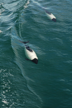 burning-soul:  Commerson´s dolphins, …