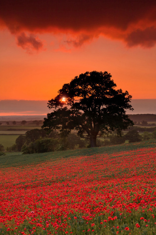 wanderlusteurope:Poppy field, Oxfordshire