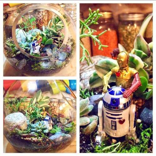 Repost from Natalie who we made this custom #StarWars piece for over a year ago! Was such a fun one to do and it’s still looking so good! Sign up for our Star Wars Terrarium class on June 13th to make one of your own! #EphemeraOriginal (at Ephemera)