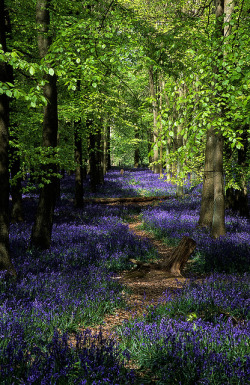 tulipnight:  Ashridge Park, Hertfordshire, UK | National Trust Woodlands carpeted with English Bluebells in Spring (2 of 5) by ukgardenphotos on Flickr.