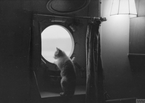 ltwilliammowett:Ship’s kitten of HMS Kelvin,