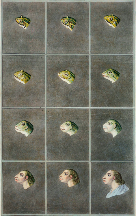 nattfjaril: nobrashfestivity:   Christian von Mechel, “stages from the frog to the profil