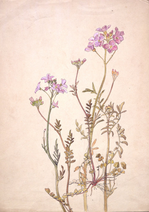 Beatrix Potter flower watercolors from the Victoria and Albert Museum.