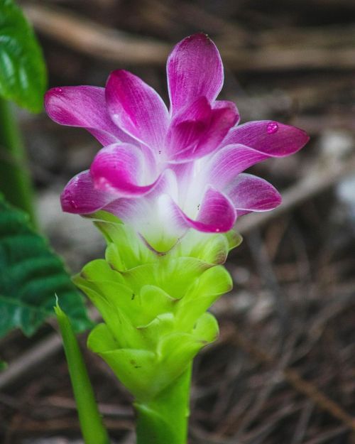 Curcuma zedoaraia looks like a beauty!  #flowers_collection__ #flowermagic #flowerlovers #art #artis