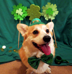 scampthecorgi:Here’s Scampy O’Cuteness wishing you a Happy Saint Patrick’s Day!