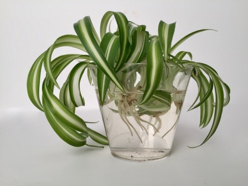 megansplants: Spider Plant (Chlorophytum comosum) – ‘Bonnie’I bit the bullet and t