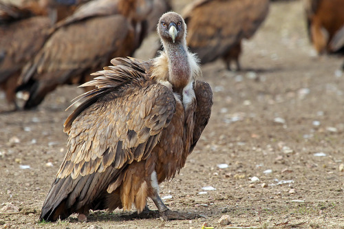 Griffon Vulture (Gyps fulvus)>>by Bernhard 66