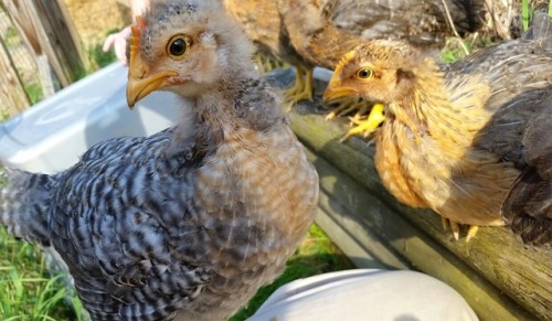 HEY it’s my baby chickensThey are 6 weeks old now (as of writing this the week of May 13 in the year