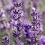 lavender-words