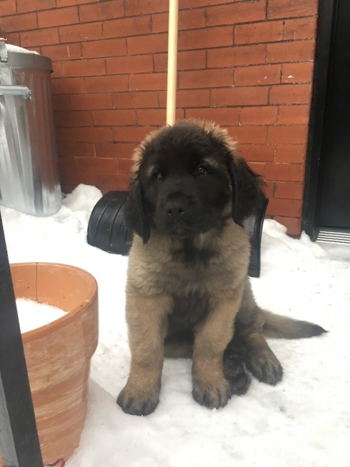 endless-puppies:Not sure he enjoyed the snow