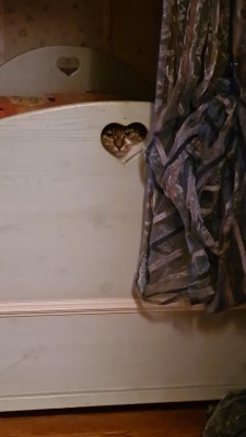 catasters: