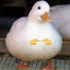 antsch