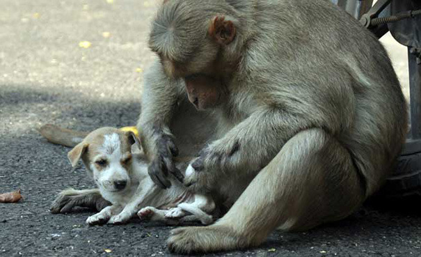 sixpenceee: Monkey Adopts A Puppy, Defends It From Stray Dogs, And Lets It Eat First