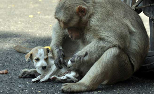 Sex wtf-fun-factss:  Monkey adopts a puppy - pictures