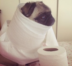 pewdiepie-br0fist:  Puga is so adorable!