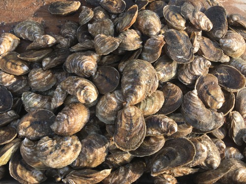 #foodtripping road trip memories: Mobile Oyster Co. in Dauphin Island, AlabamaThe south was all abou