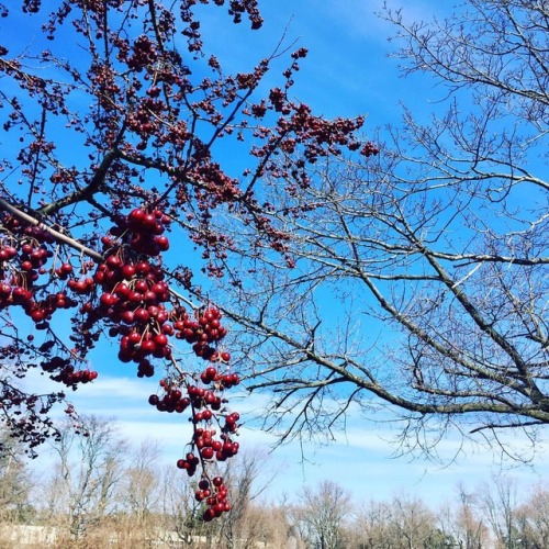 On this dreary Friday, we flashback to earlier in the week where a fruit-laden Crabapple was a brigh