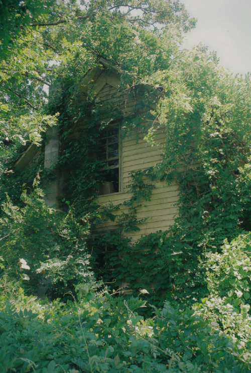 Towering Rot