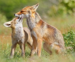 beautiful-wildlife: Red Fox Love by Roeselien