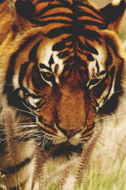 wearevanity:  | Tiger is King | © 