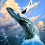 littlekindwhale