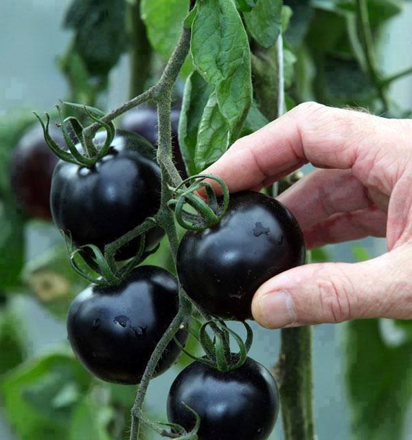 astrangerreplay:  black tomatos
