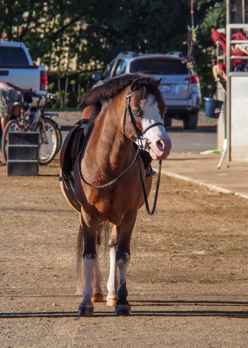 horseshowseason: thethreephase: starbucksandsamshields:  CUTEST PONY EVERRancho Murieta 4/18  I need