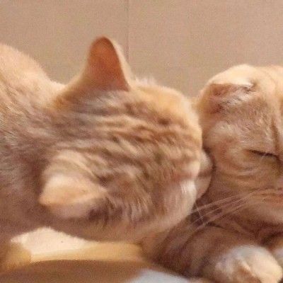 Cute Cat Love Matching Pfp - Cute Cat Matching Pfp Aesthetic