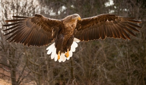 fairy-wren:White Tailed Eagle. photo by adamec